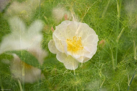 Rosengarten-0460