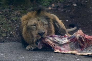 Zoo_Alexander