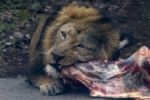 Zoo_Alexander_Melliger_2