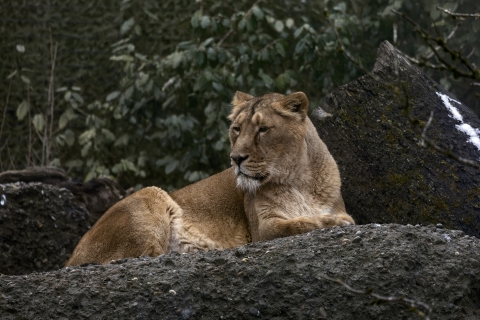 Zoo_Alexander_Melliger_3