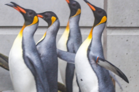 zoo _MG_0752