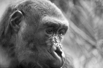 Zoo_Francis