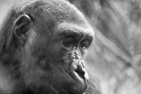 Zoo-3692