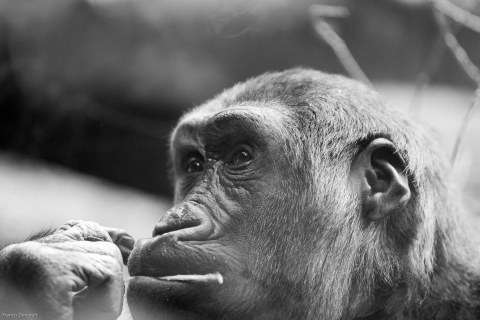 Zoo-3694