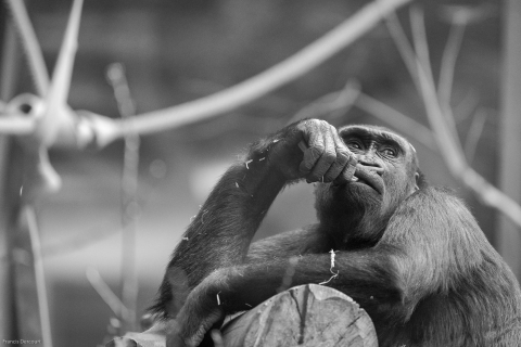 Zoo-3742