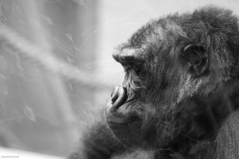 Zoo-4187