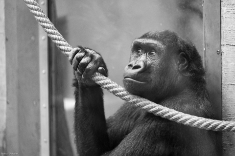 Zoo-4200
