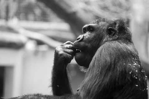 Zoo-4218