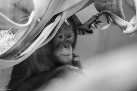 Zoo-4280