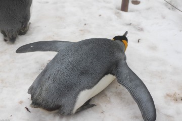 Zoo_Leila
