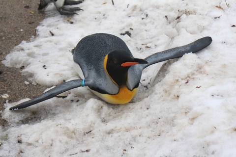 Zoo Feb 2019 von Leila für Ralph-10