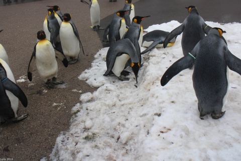 Zoo Feb 2019 von Leila für Ralph-7