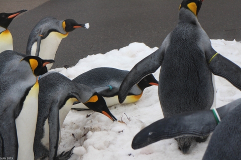 Zoo Feb 2019 von Leila für Ralph-8