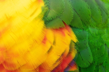 Zoo_Ralph