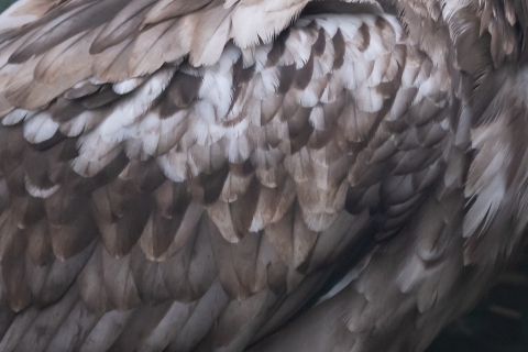 zoo Ralph _DSC2671