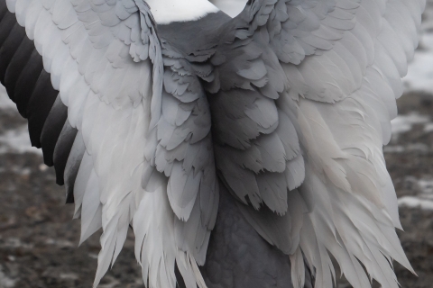 zoo Ralph _DSC2785