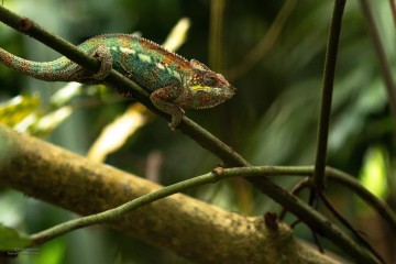 Zoo_Ramona