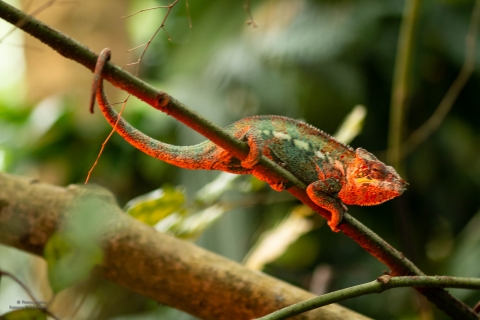 Zoo Feb 2019 von Ramona für Ralph-7