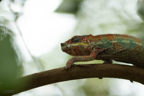 Zoo Feb 2019 von Ramona für Ralph-9
