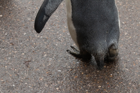 Zoo Feb 2019 von Ramona für Ralph-2