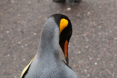 Zoo Feb 2019 von Ramona für Ralph-3