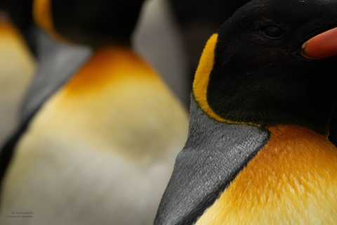 Zoo Feb 2019 von Ramona für Ralph