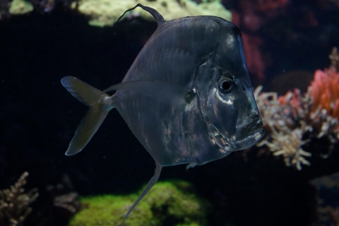 Fisch1