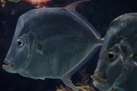 Fisch3