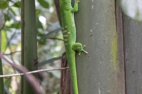Geko