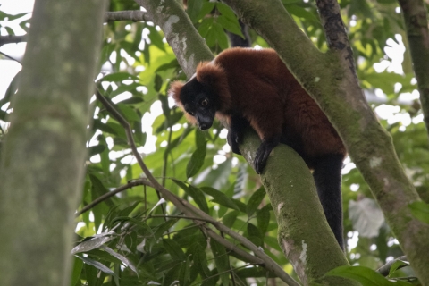 lemur1